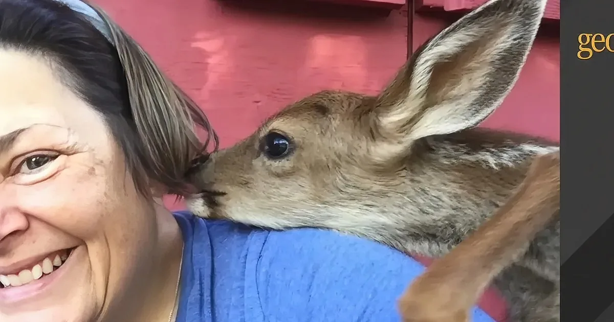 Bambi 2.0 Crashes Family Barbecue, Begging for Help