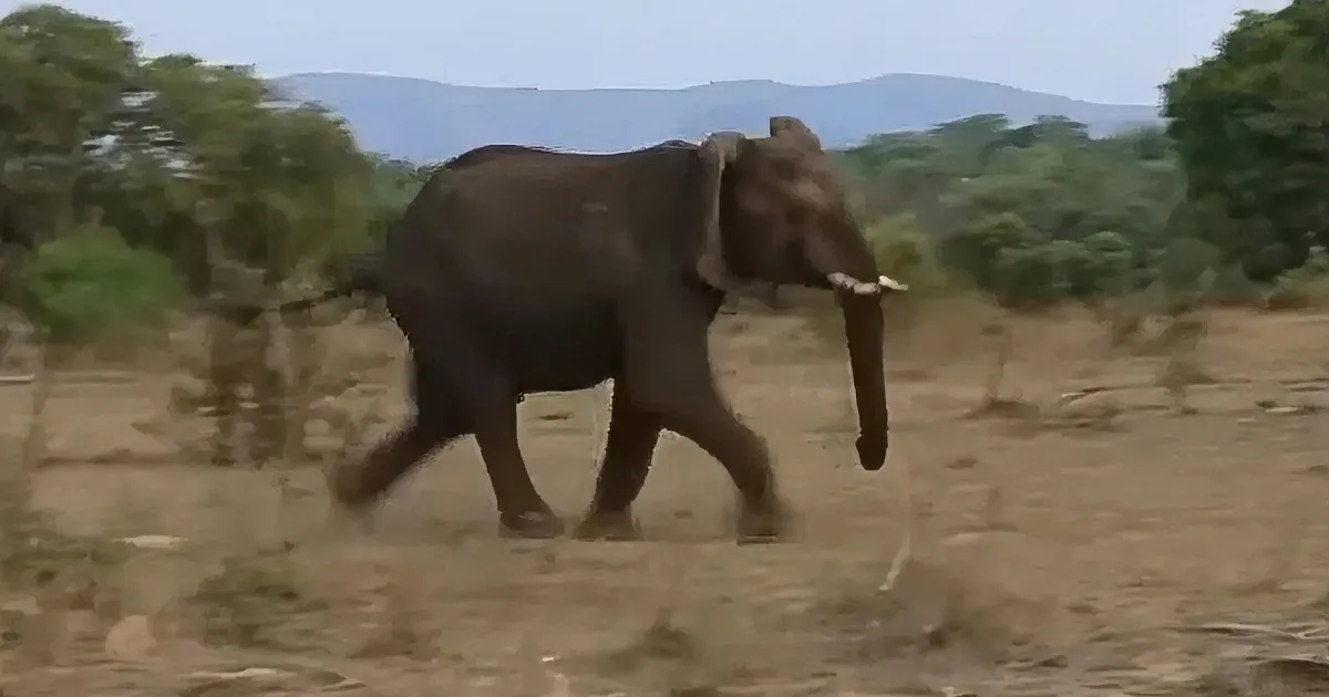 Doomed Injured Lion Faces Cackling Hyenas, Then Elephant Hero Comes Charging In