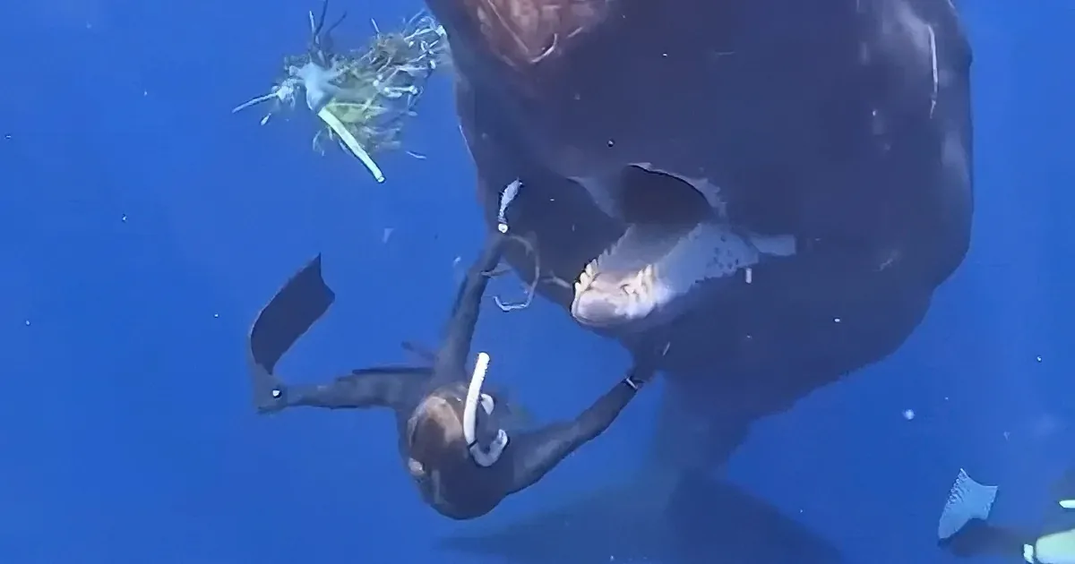 Diver Pulls Ocean Trash out of Choking Whale''s Mouth With Her Bare Hands