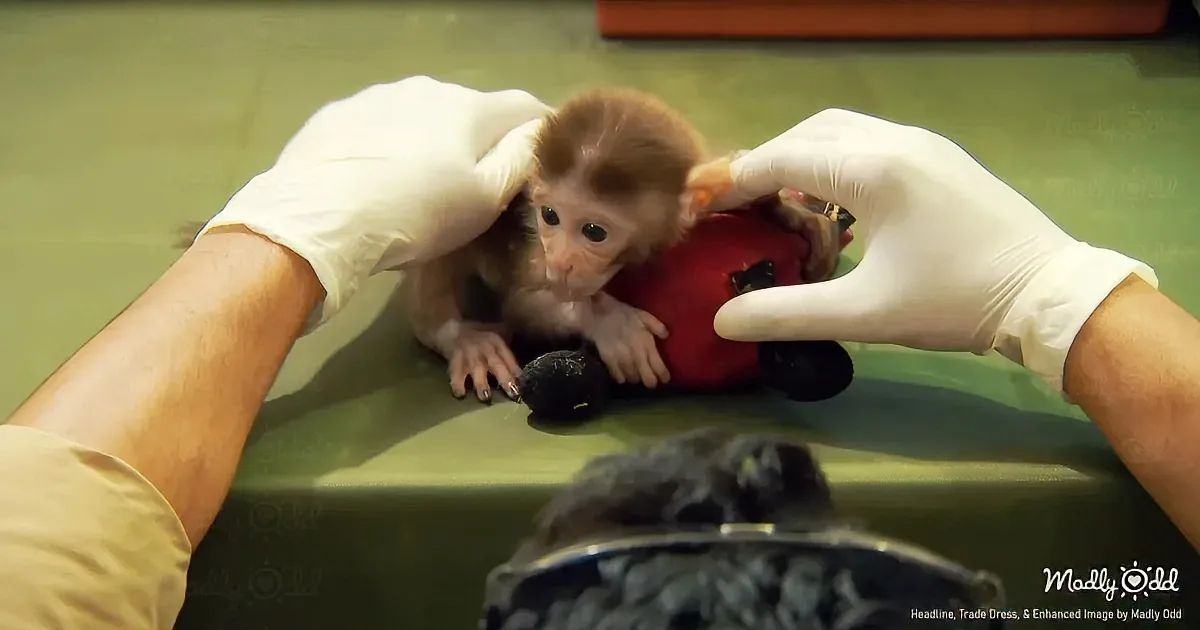 Laser Beams and Love Transform Lives of Abandoned Baby Monkey and Crippled Bear