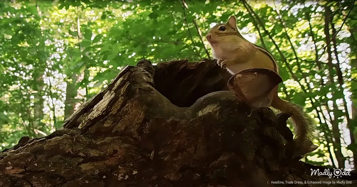 Tiny Chipmunk Turns Thief in Adorable Acorn Heist