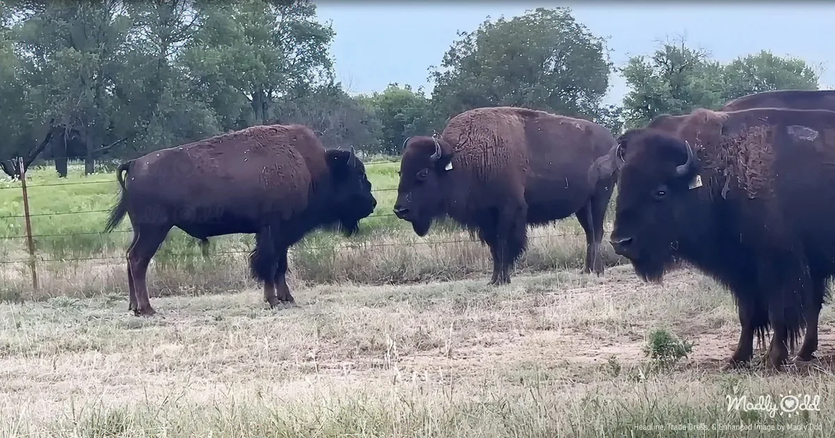 Young Bison Rookie Faces Feisty Females Legendary Big Joe Ignores