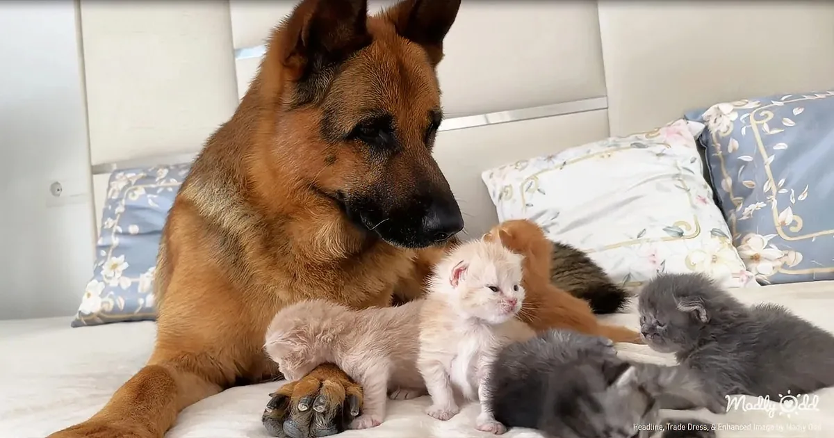 Towering German Shepherd Becomes Playground for Fearless Kitten Squad