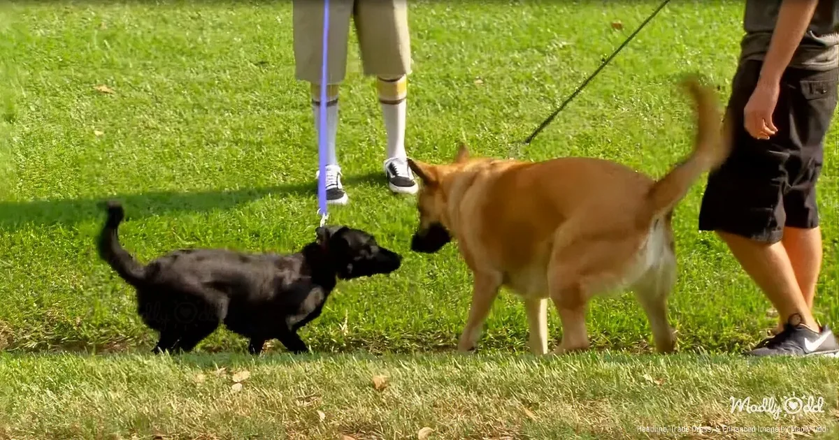 German Shepherd Mourning Loss Finds Unexpected Joy in Rescue Lab Mix
