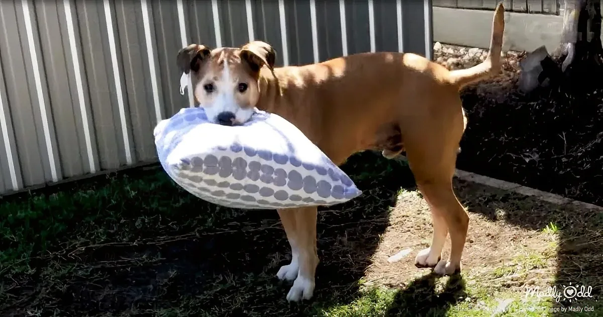 A brown dog holds a blue and white polka-dot pillow in its mouth, standing outdoors near a metal fence.