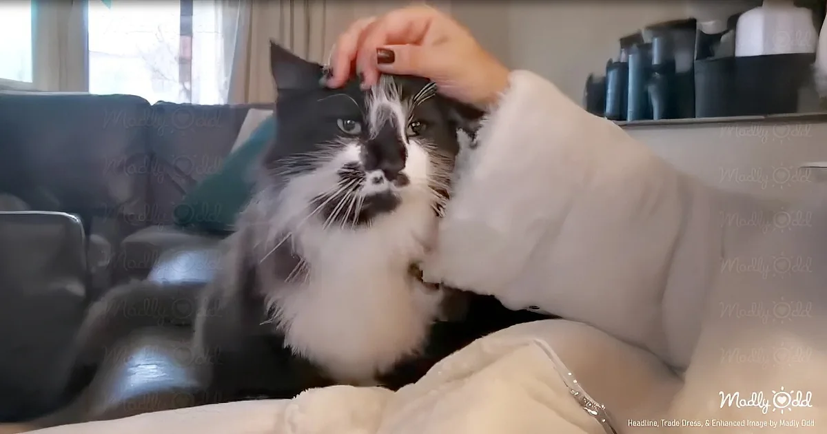 Master Strategist Cat Spends Half Decade Engineering His Perfect Home Switch