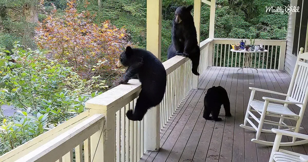 Three black bears explore a porch, one climbing the railing, another on the floor, and one on a table.