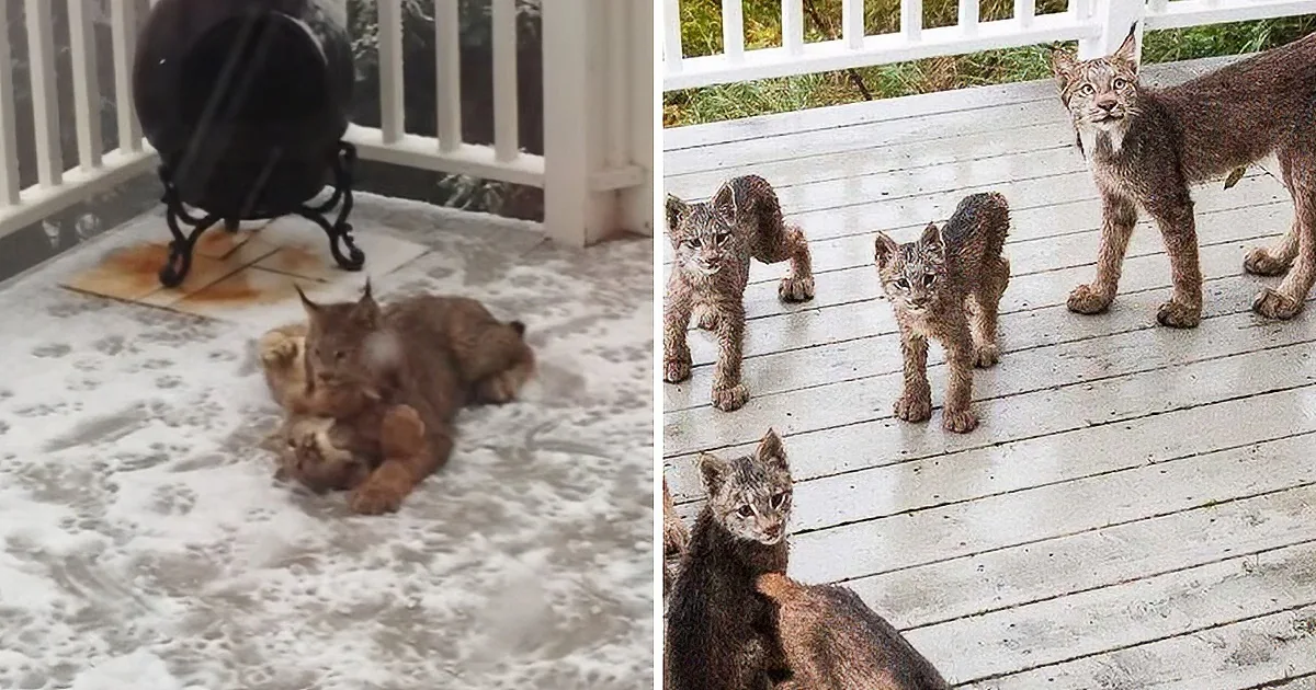 A mother lynx and her four kittens are on a wooden porch, looking alert and curious.
