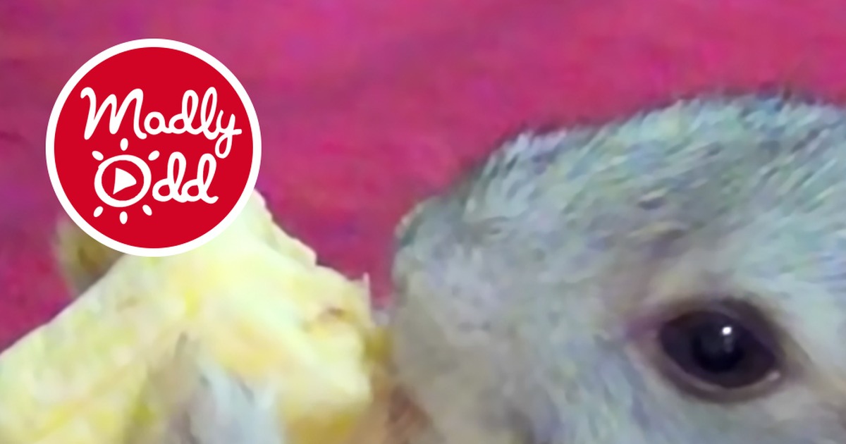 Watching This Baby Bunny Eating a Banana Will Make Everything Better