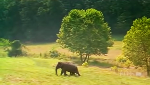 An elephant stands in a lush green field with trees in the background.
