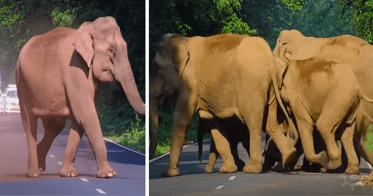 An Elephant Charges a Man on Bike, Once She Lifts Her Trunk, Her Reasons Are Obvious.