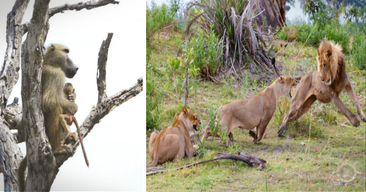 A baboon sits in a tree while lions engage in a confrontation on the ground below.