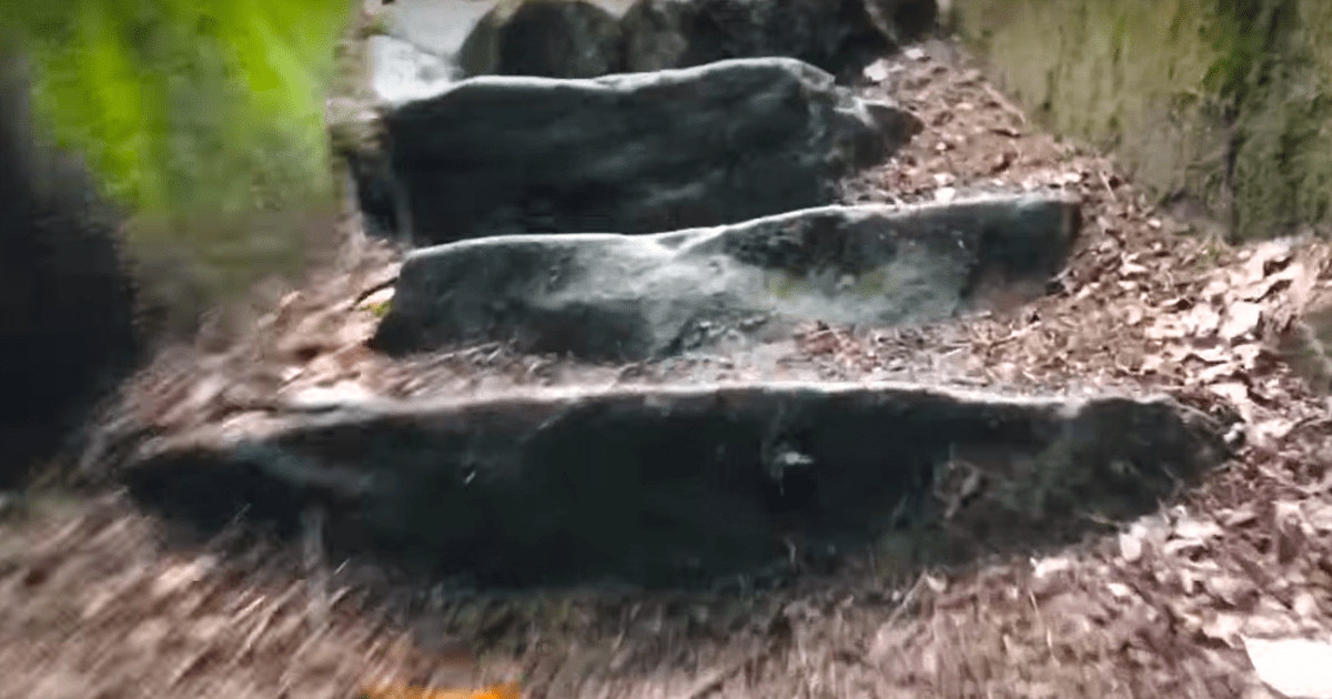A dark, weathered log lies on the forest floor amidst scattered leaves and rocks.