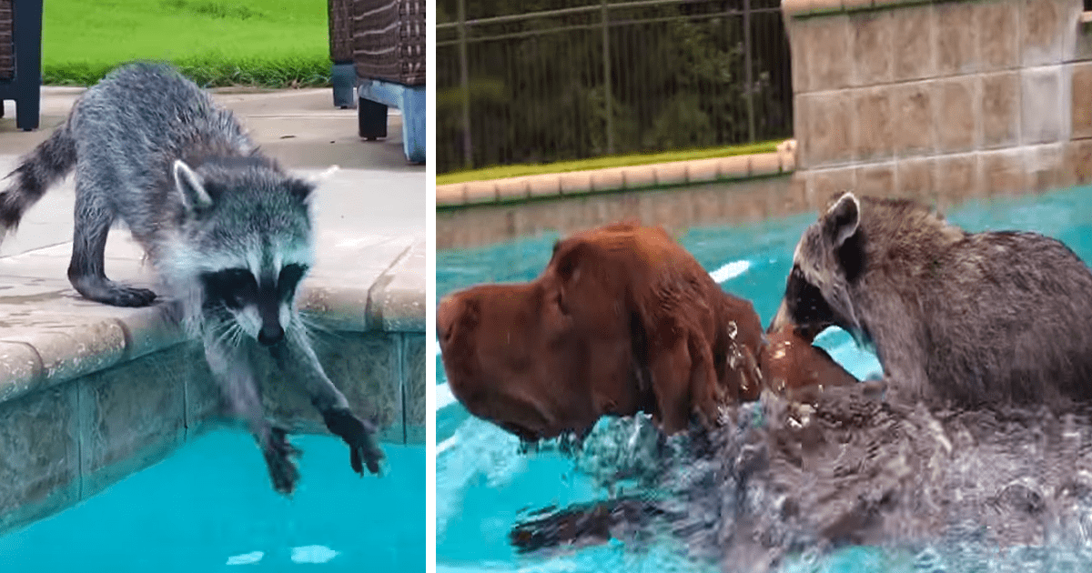 Raccoon Dives Into the Pool, Dogs Next Move Steals the Show