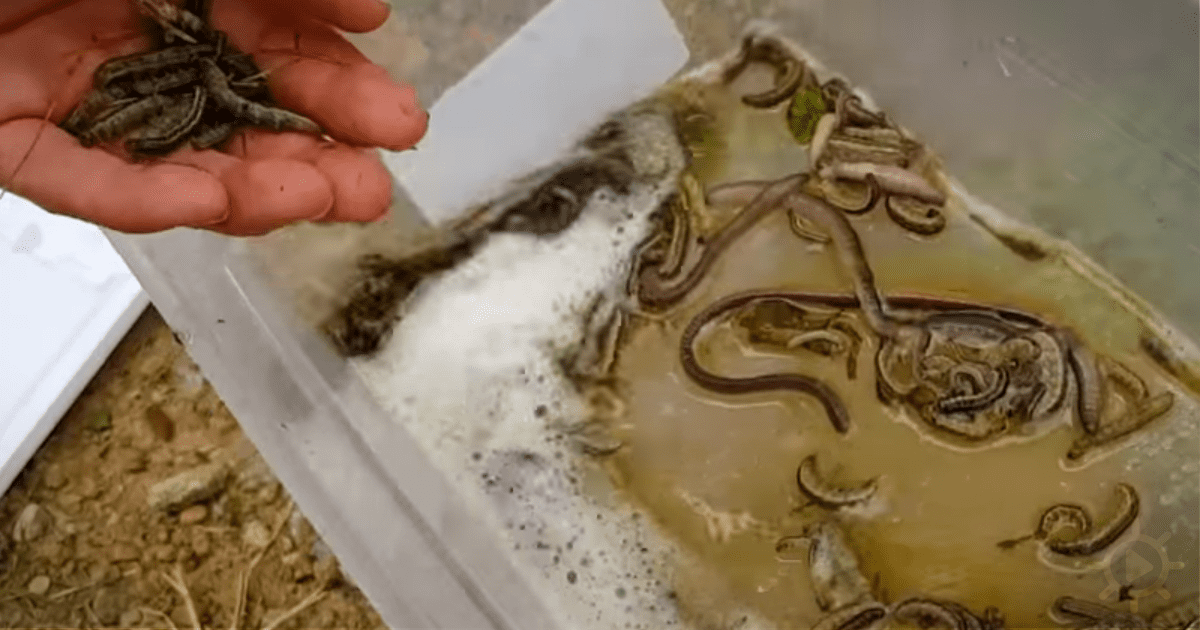 A hand holds small, dark creatures above a container filled with similar creatures in murky water.