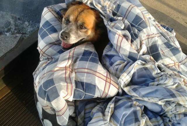A dog wrapped in a blue plaid blanket, looking relaxed and content.