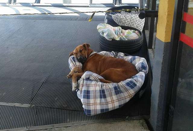 A dog rests on a plaid blanket in a bus, with another dog partially visible behind it.
