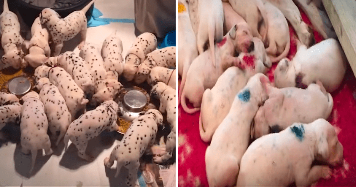 A Dalmatians Puppy Delivery, Vet Has His Hands Full
