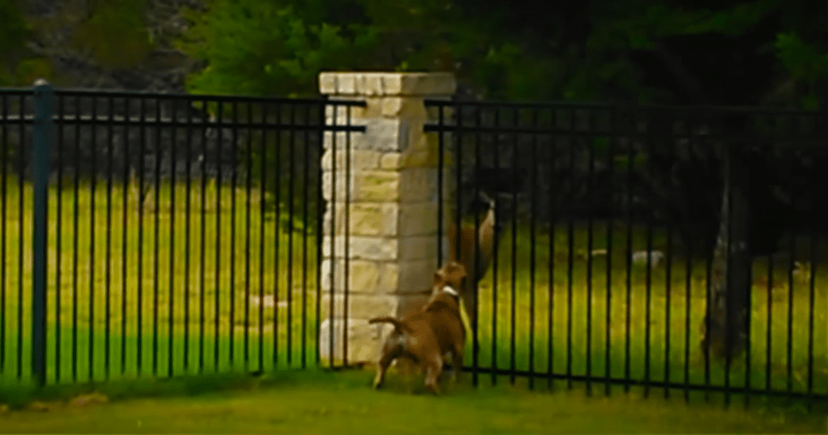 A brown dog jumps over a black metal fence in a grassy area near a stone pillar.