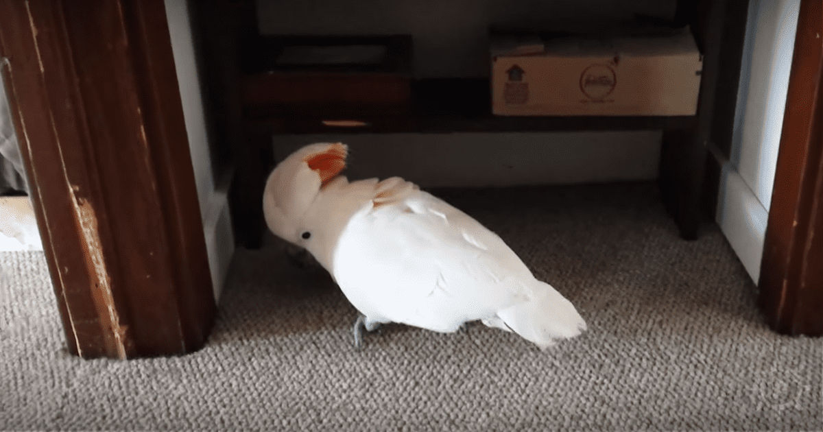 A white cockatoo with orange feathers on its head is standing on a carpeted floor near a wooden door.