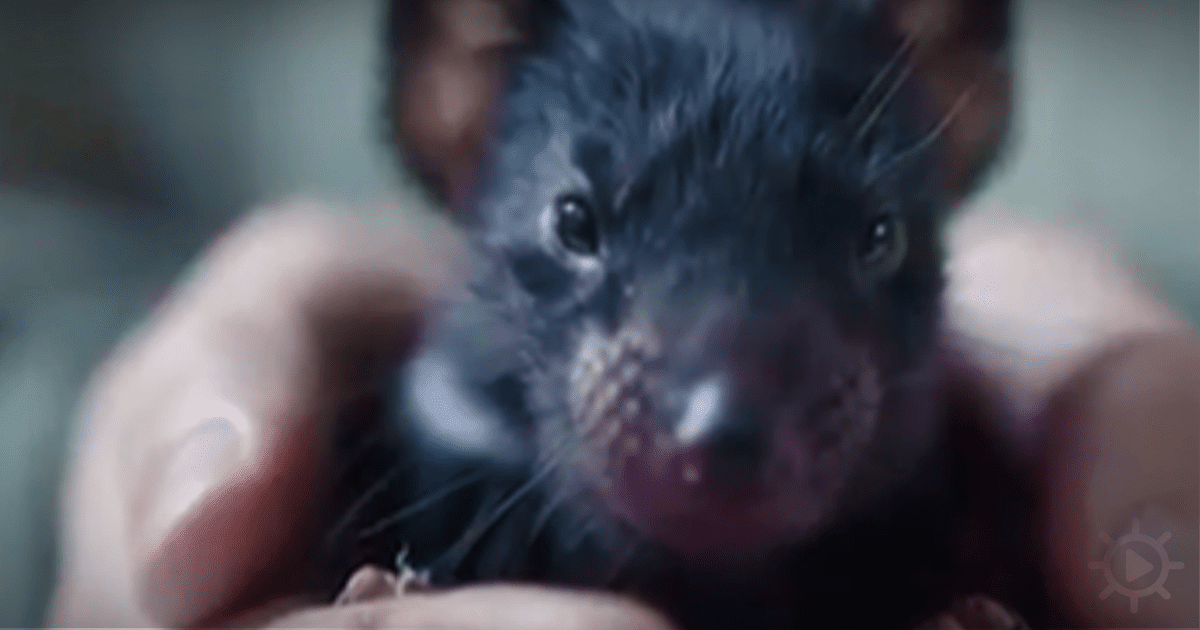 A close-up of a small, dark-colored animal being held gently in someone's hands.