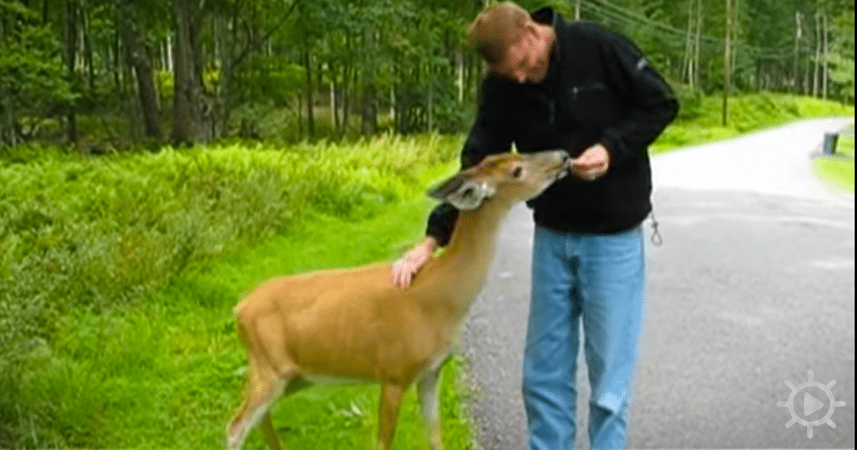 A man in a black jacket feeds a deer on a grassy roadside, surrounded by trees.