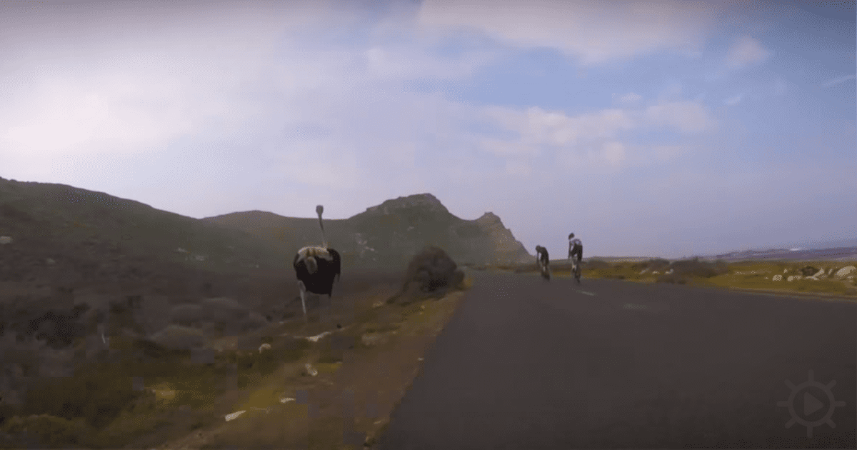 An ostrich stands on a road, with two cyclists in the distance and a rocky, grassy landscape under a partly cloudy sky.