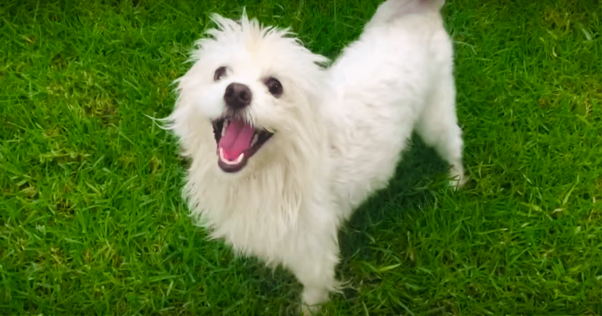 A fluffy white dog with an open mouth stands on green grass, looking up.