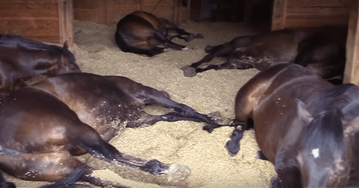 Several dark brown horses are lying down in a stable, some appearing to rest or sleep.