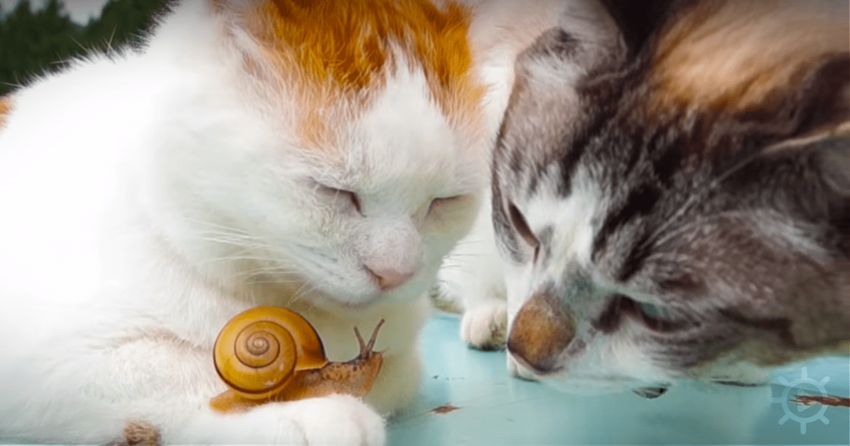 Two cats, one white and orange, the other gray and white, observe a yellow snail on a blue surface.