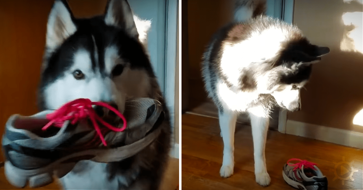 A husky dog holds a shoe with pink laces in its mouth, while another dog stands nearby on a wooden floor.