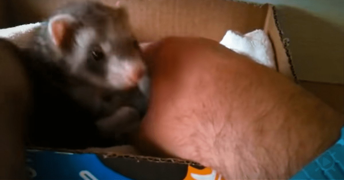 A ferret is nestled in a cardboard box with a hand reaching in, surrounded by tissue paper.