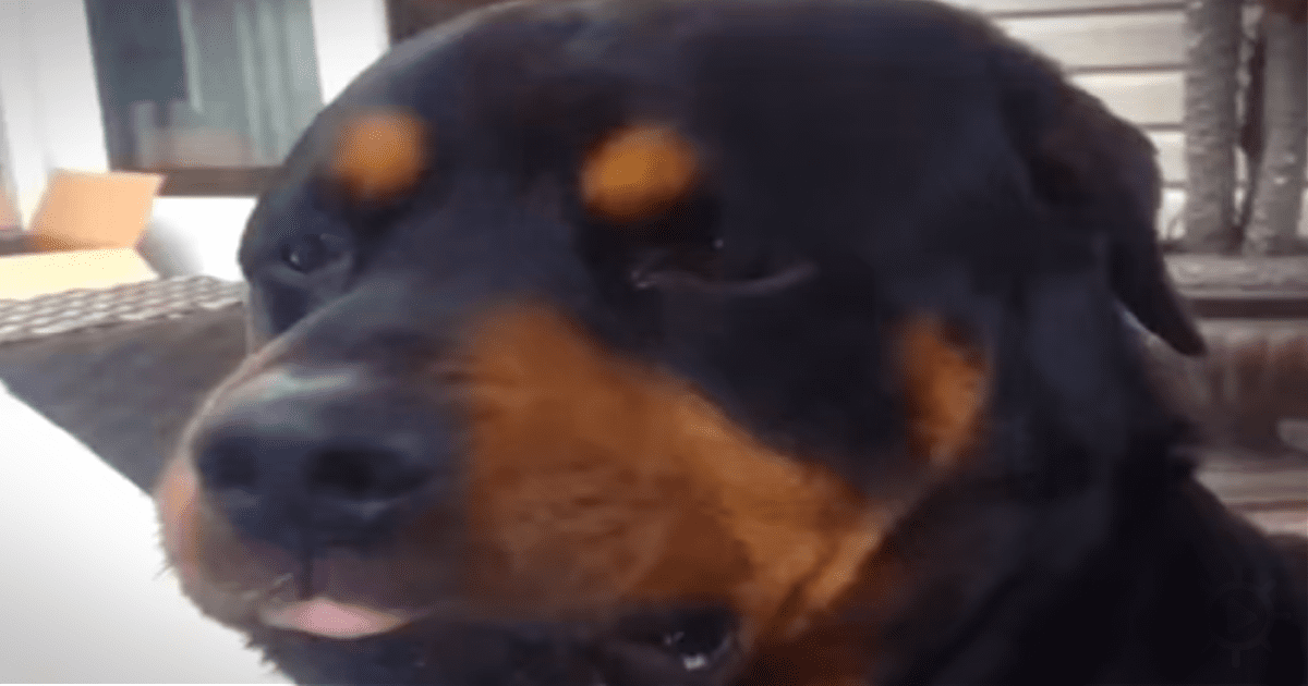 A close-up of a Rottweiler with a black and brown coat, looking slightly to the side.