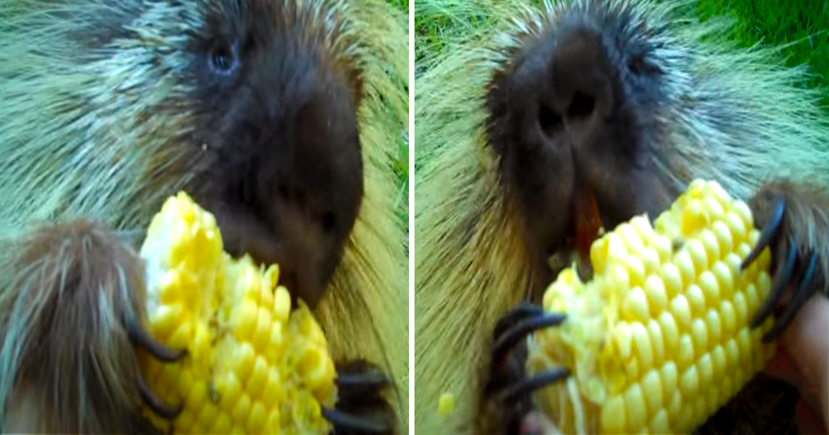 Porcupine Given a Piece of Corn. When It Is Tried to Be Retrieved, Porcupine Says ''My Corn''.