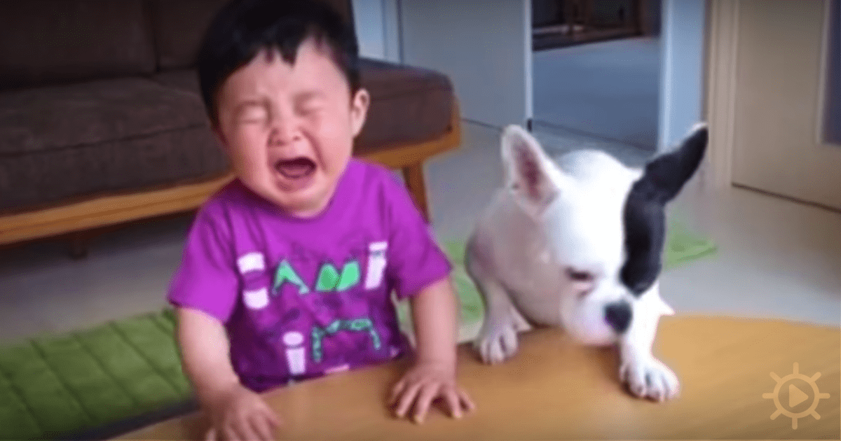 A child in a purple shirt is crying while a white and black dog looks on in a living room.