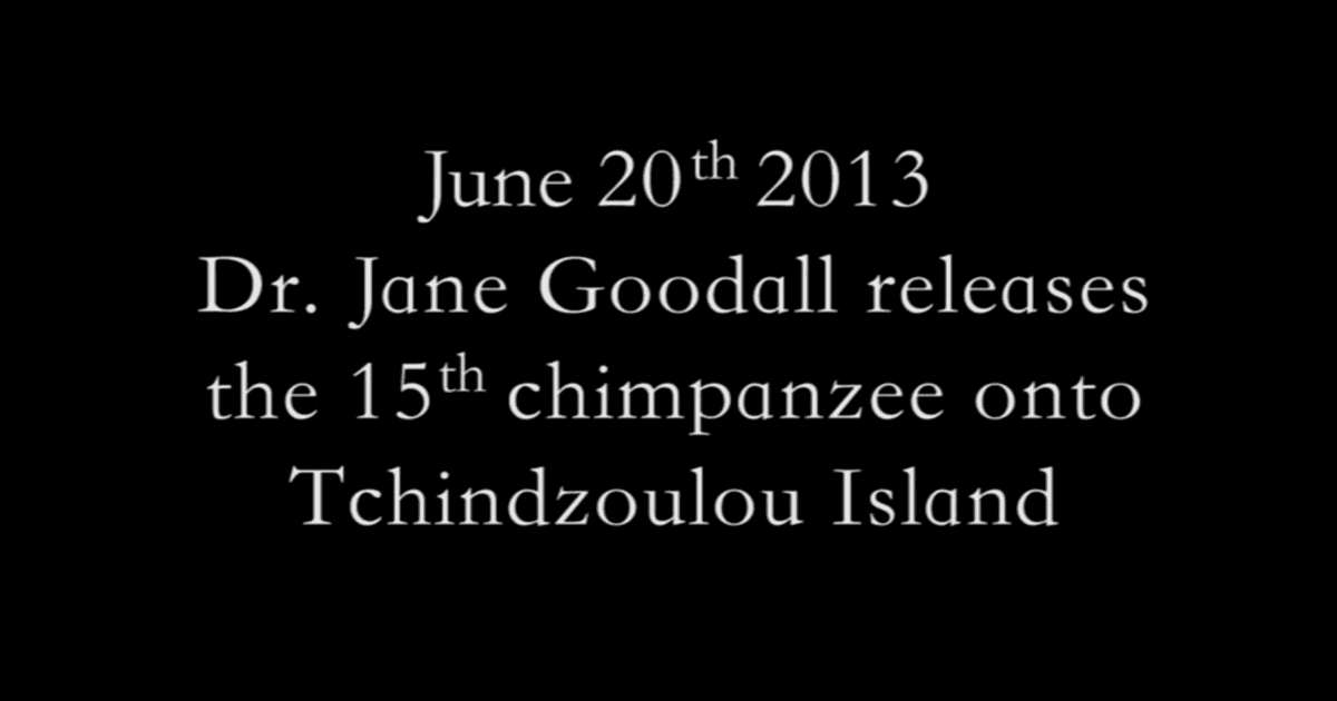 Dr. Jane Goodall releases the 15th chimpanzee onto Tchindzoulou Island on June 20th, 2013.