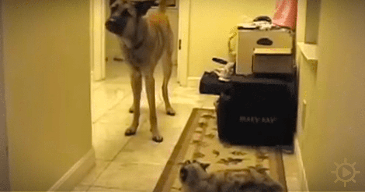 A large dog stands in a hallway, looking at a black suitcase on a wooden bench.