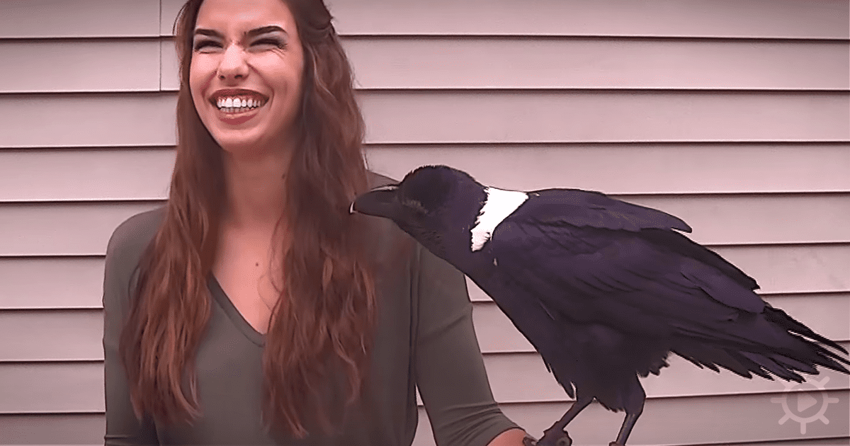 She Asked a Raven a Simple Question, the Answer Should Not Be Possible