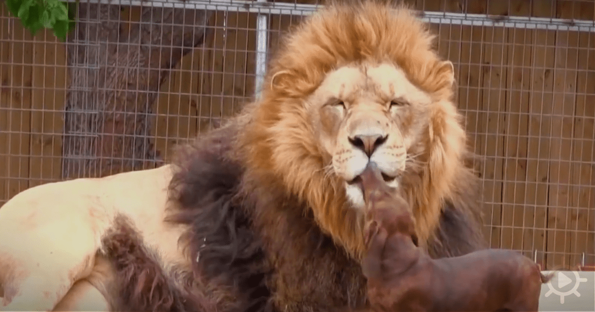 A lion with a thick mane and a dark patch on its chest is shown in close-up.