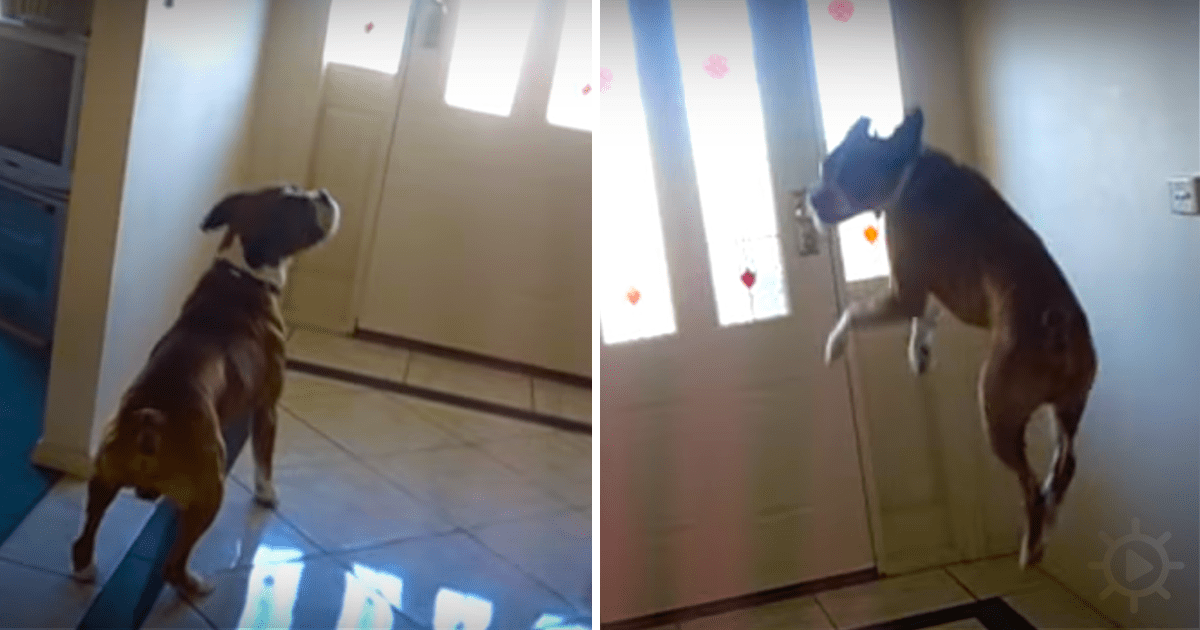 Want to Go for a Walk? Daddy Asks. the Boxer''s Answer Breaks the Internet!