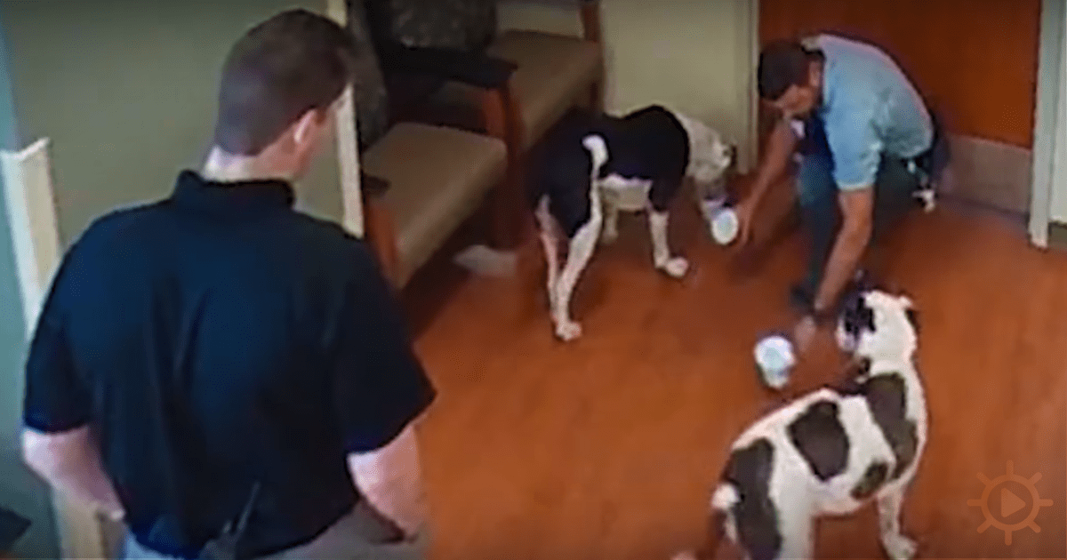 Two men interact with two black-and-white dogs on a hardwood floor.