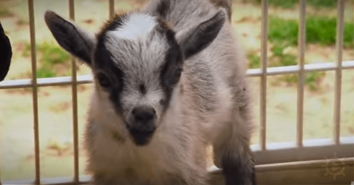 A young goat with black and white fur stands behind a metal fence, looking directly at the camera.