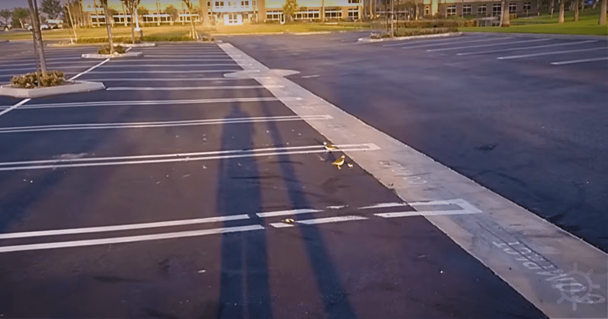 Two birds walk on a parking lot near a building with trees and grass in the background.