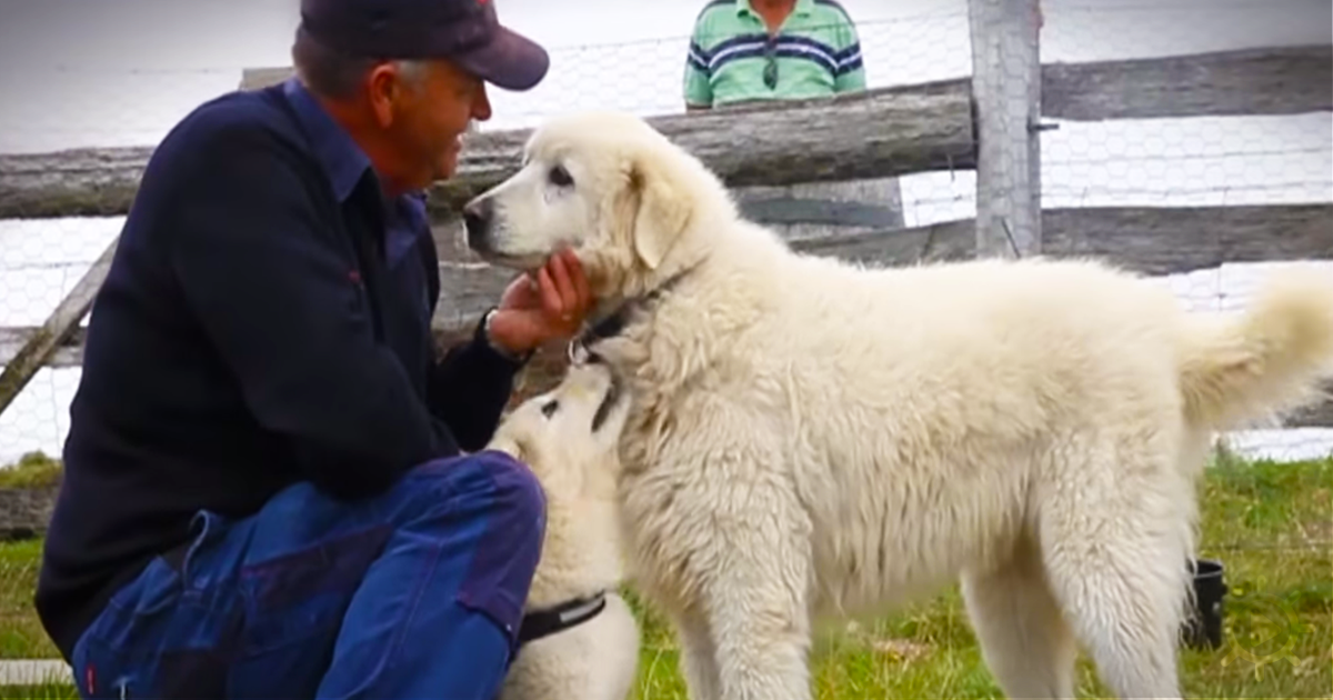 A man kneels to pet a white dog while another dog looks up, both on grass near a fence.