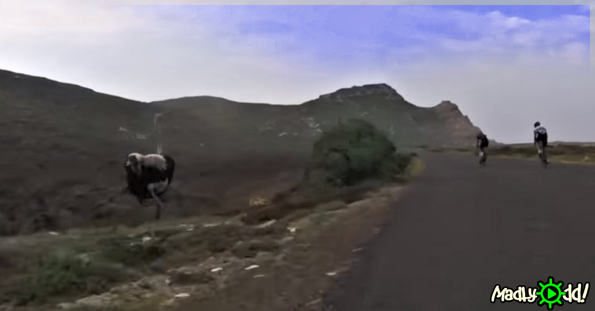 An ostrich runs on a dirt path near a road with cyclists in the distance.