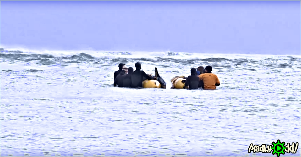 A group of people in wetsuits are sitting on inflatable tubes in the ocean, facing away from the camera.