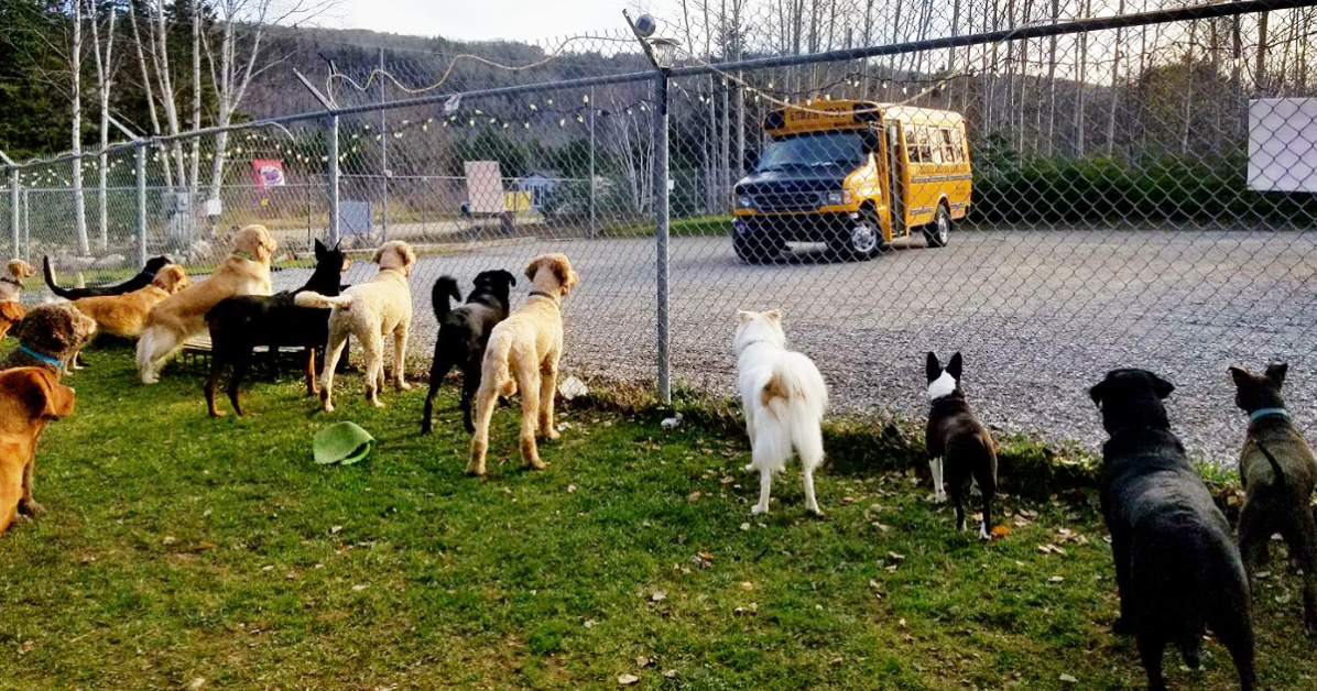 Dog Day Care Fun