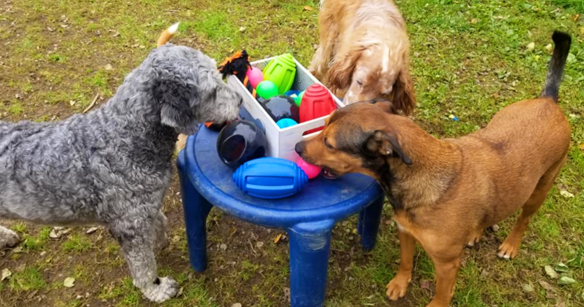 Two dogs explore colorful toys on a small blue table outdoors.