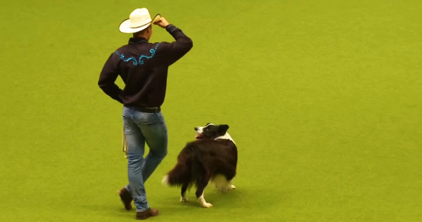 Dog Show Cowboy Dances with Dog