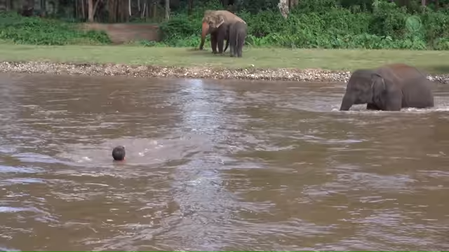 Elephant Rescues Man from drowning